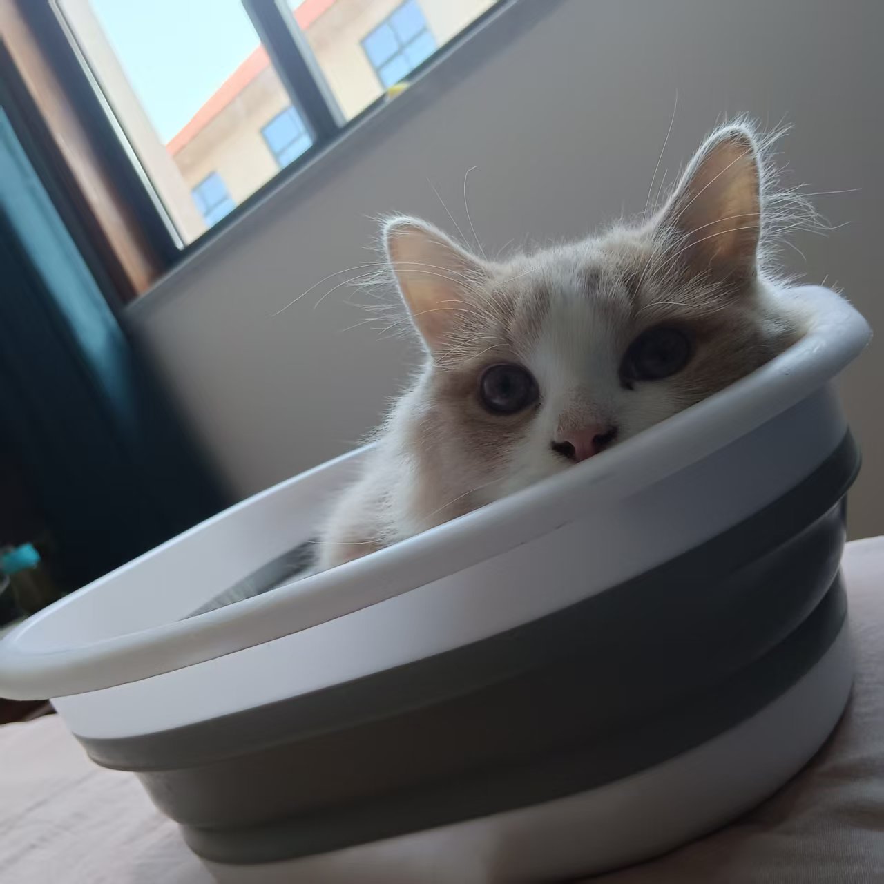 布偶猫，白黄色